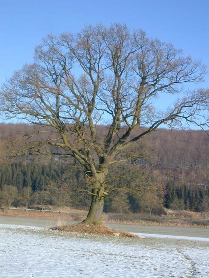 Bild 1 von 1 Eiche am Gossetalhang